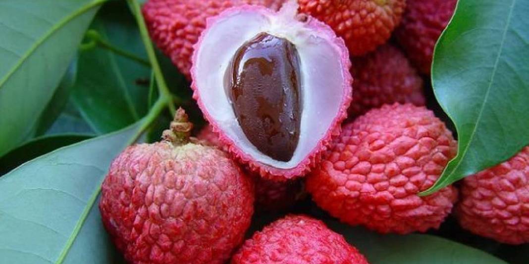 Mucize meyve sadece Mersin’den çıkıyor! Tadıyla şaşırtıyor, kral meyvesi ömrü uzatıyor 4